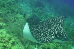 eagleray3_final