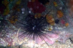 3scn0315